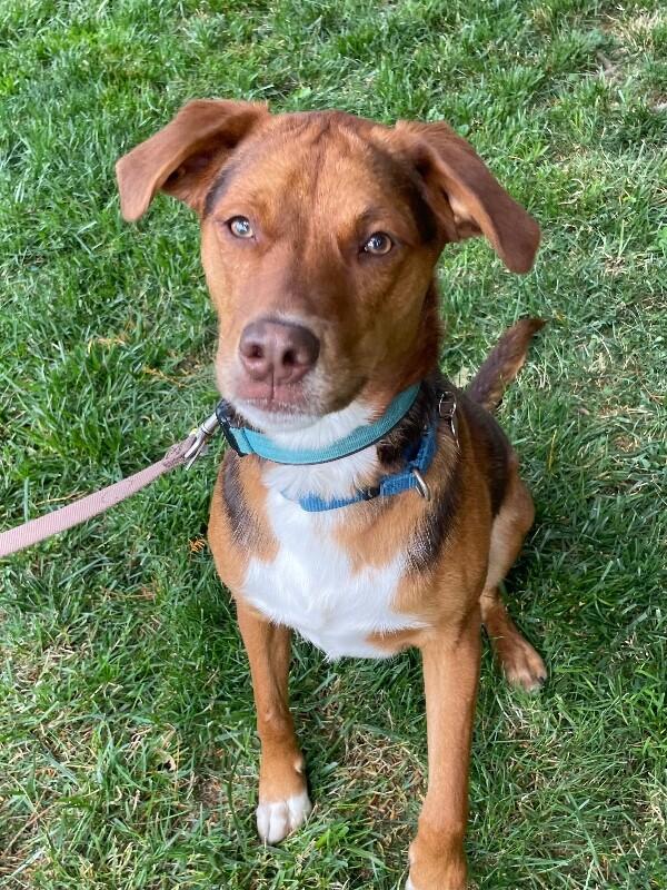 Philip, Adoptable, Adult Male Labrador Retriever & Mixed Breed.