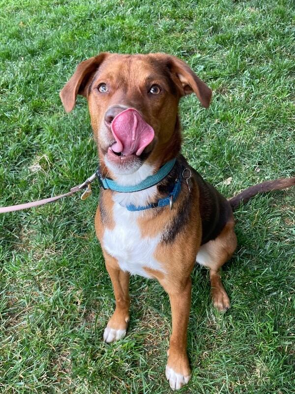 Philip, a Adoptable mixed breed in Berkeley Heights, NJ image 2/6