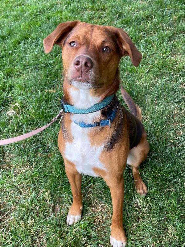 Philip, a Adoptable mixed breed in Berkeley Heights, NJ image 3/6