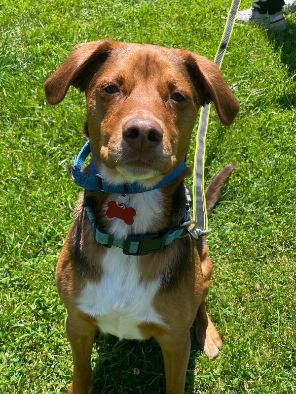 Philip, a Adoptable mixed breed in Berkeley Heights, NJ image 4/6