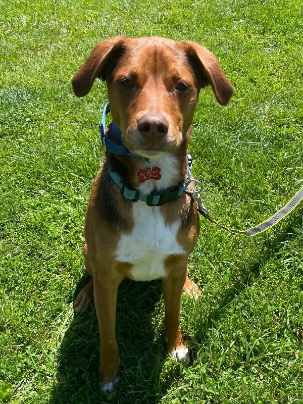 Philip, a Adoptable mixed breed in Berkeley Heights, NJ image 5/6