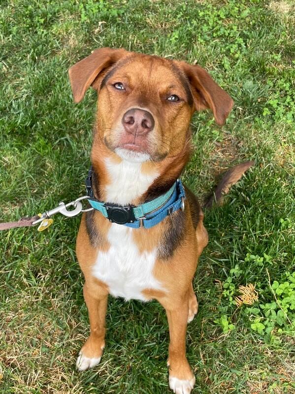Philip, a Adoptable mixed breed in Berkeley Heights, NJ image 6/6