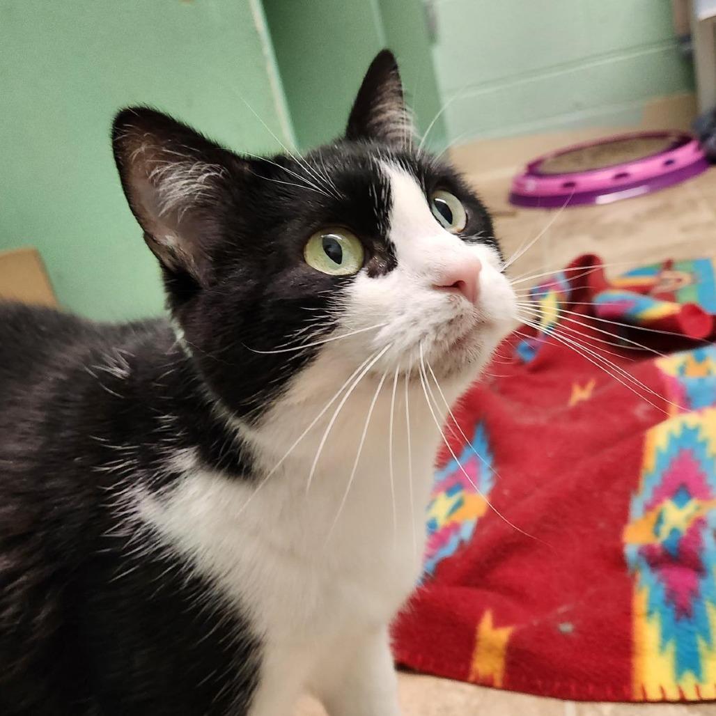 Tucker, Adoptable, Adult Male Domestic Short Hair.