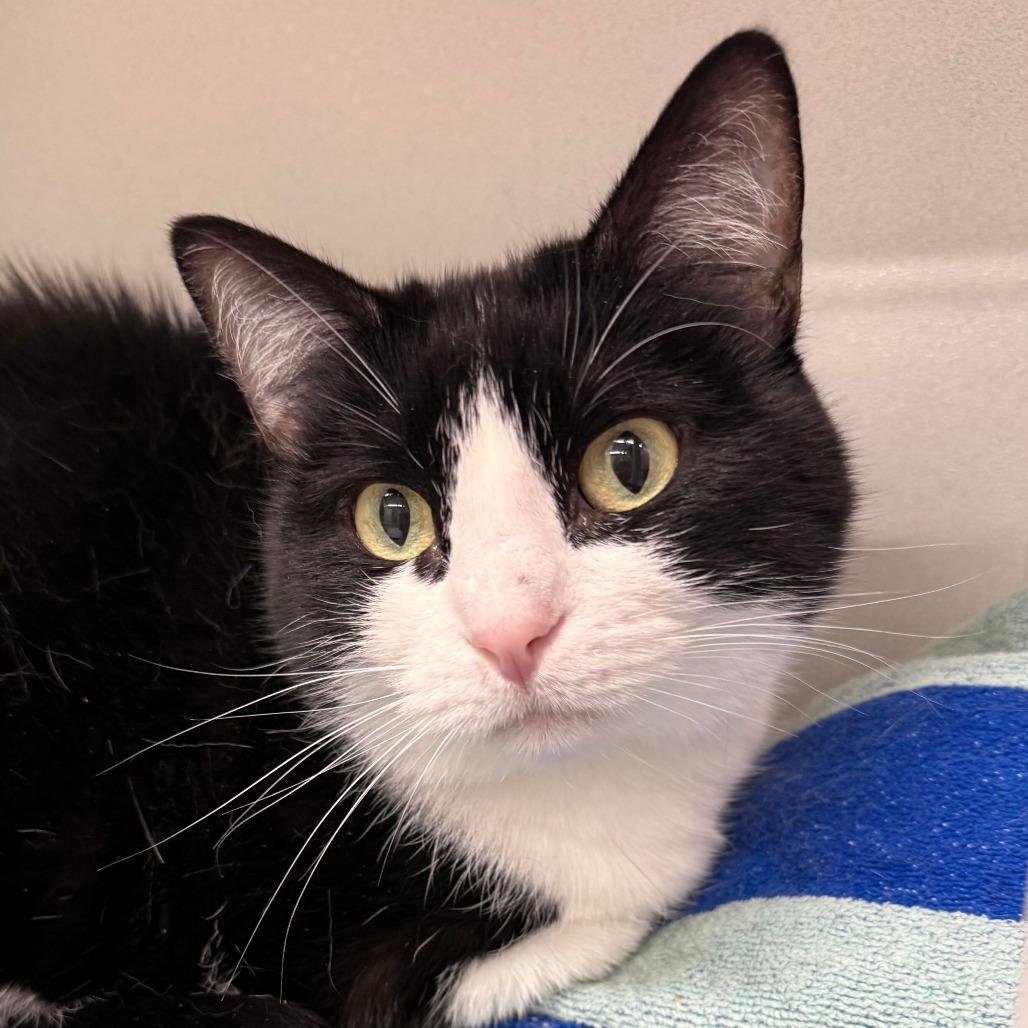Tuxie Kitty, Adoptable, Adult Male Domestic Short Hair.