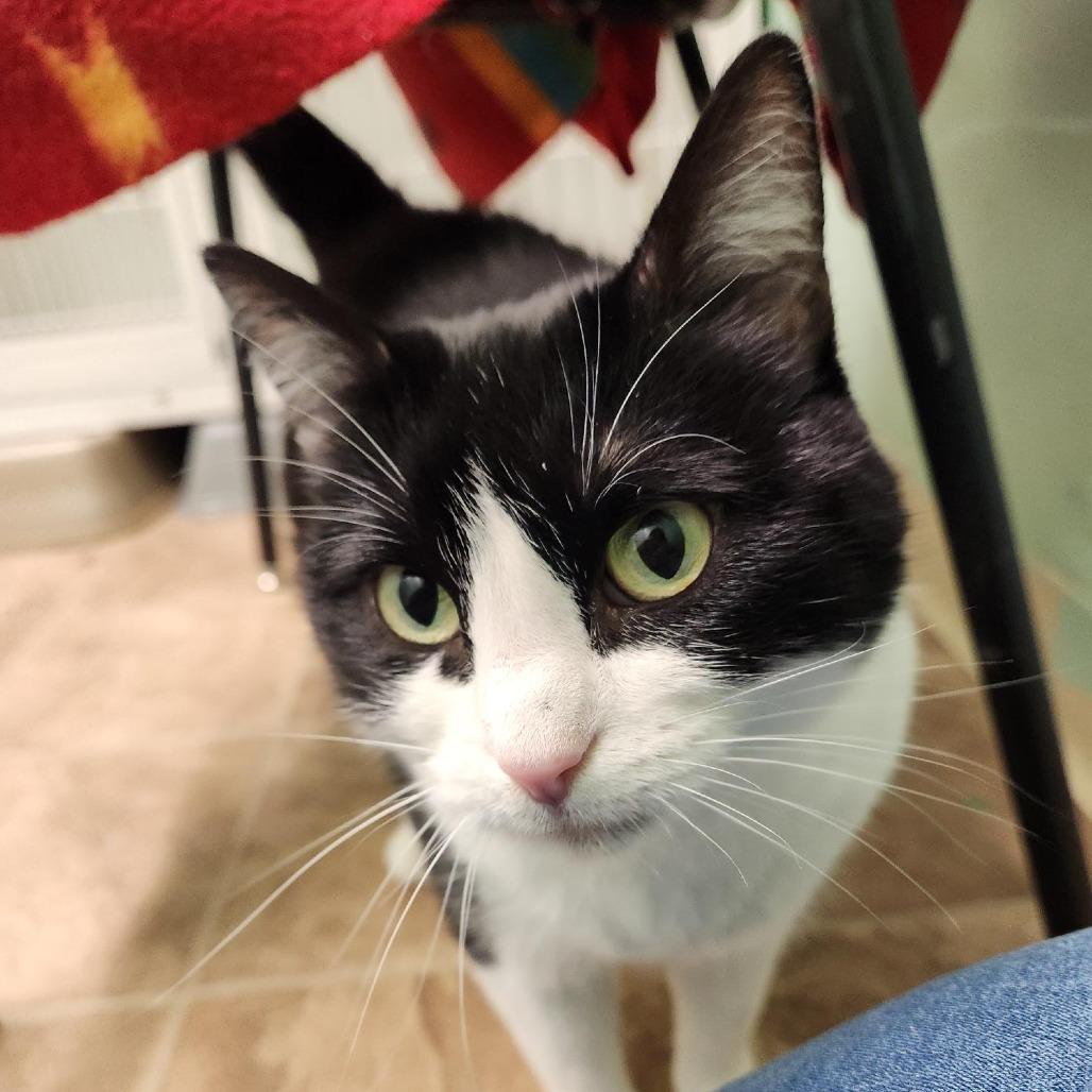 Enlarge Tucker, a Adoptable Domestic Short Hair in Colorado Springs, CO image 3/4