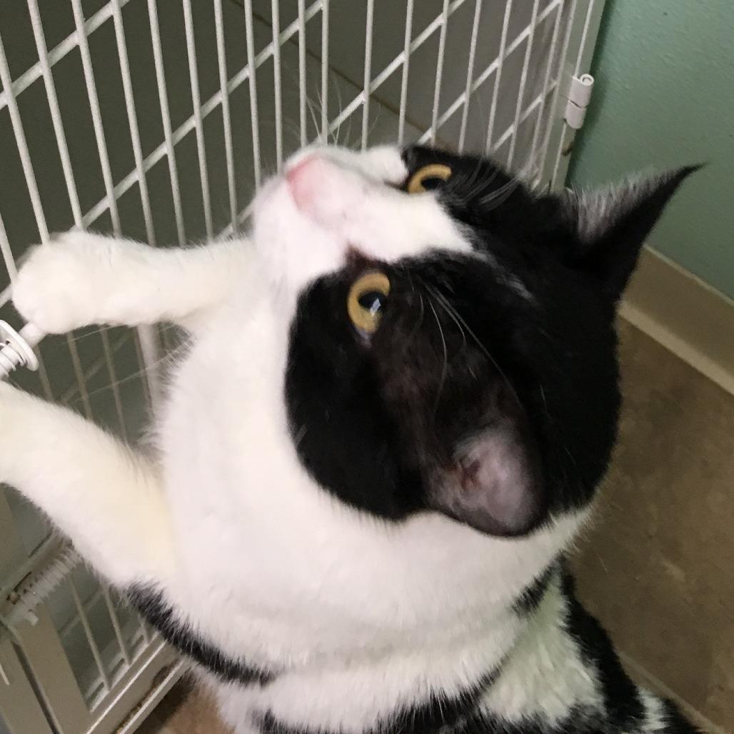 Tuxie Kitty, a Adoptable Domestic Short Hair in Colorado Springs, CO image 2/2