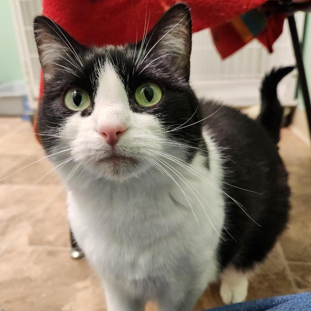 Enlarge Tucker, a Adoptable Domestic Short Hair in Colorado Springs, CO image 4/4