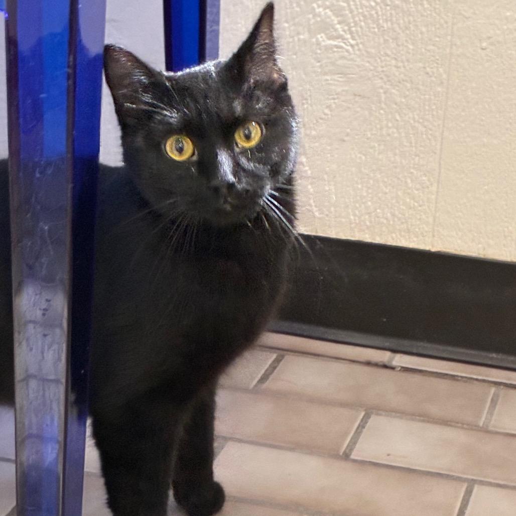 Blair, Adoptable, Young Female Domestic Short Hair.