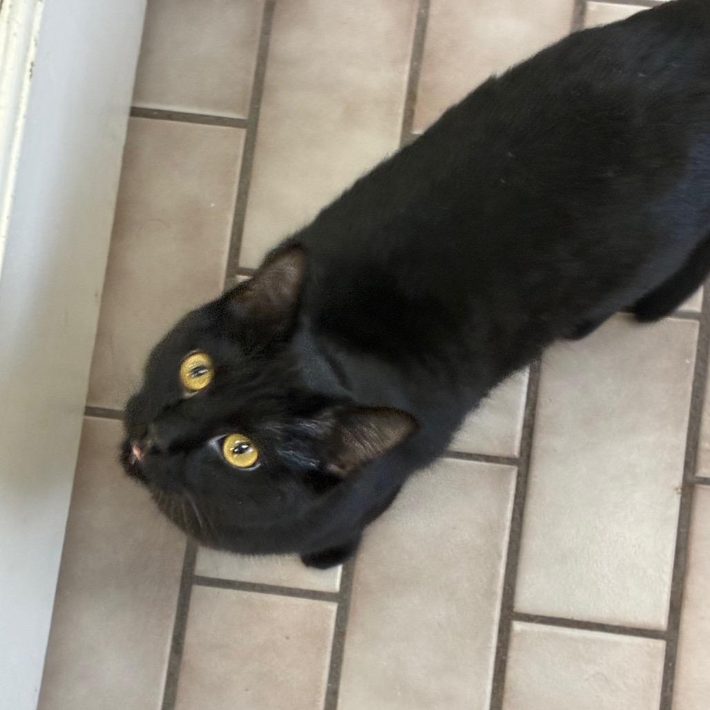 Enlarge Blair, a Adoptable Domestic Short Hair in Tulsa, OK image 2/3