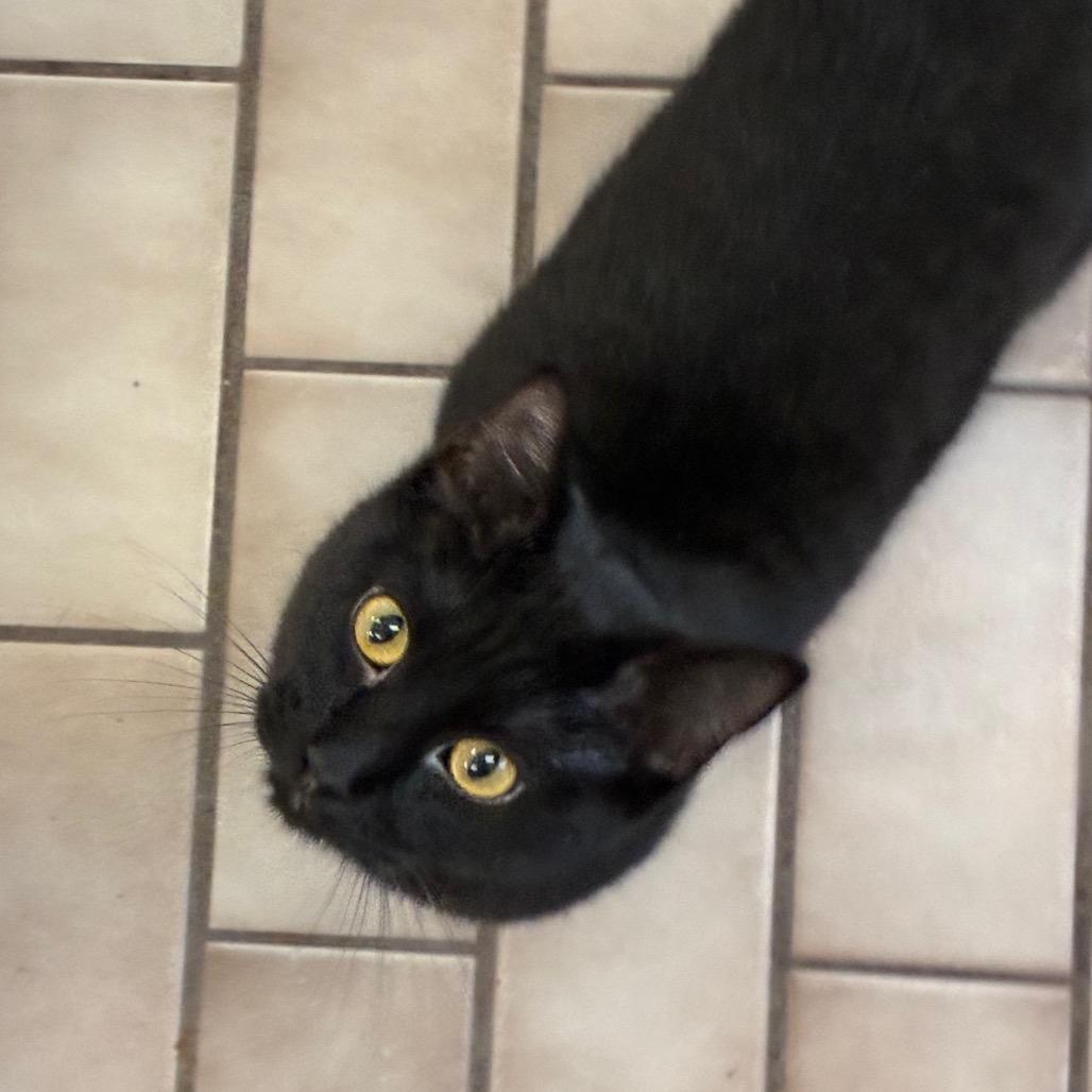 Enlarge Blair, a Adoptable Domestic Short Hair in Tulsa, OK image 3/3