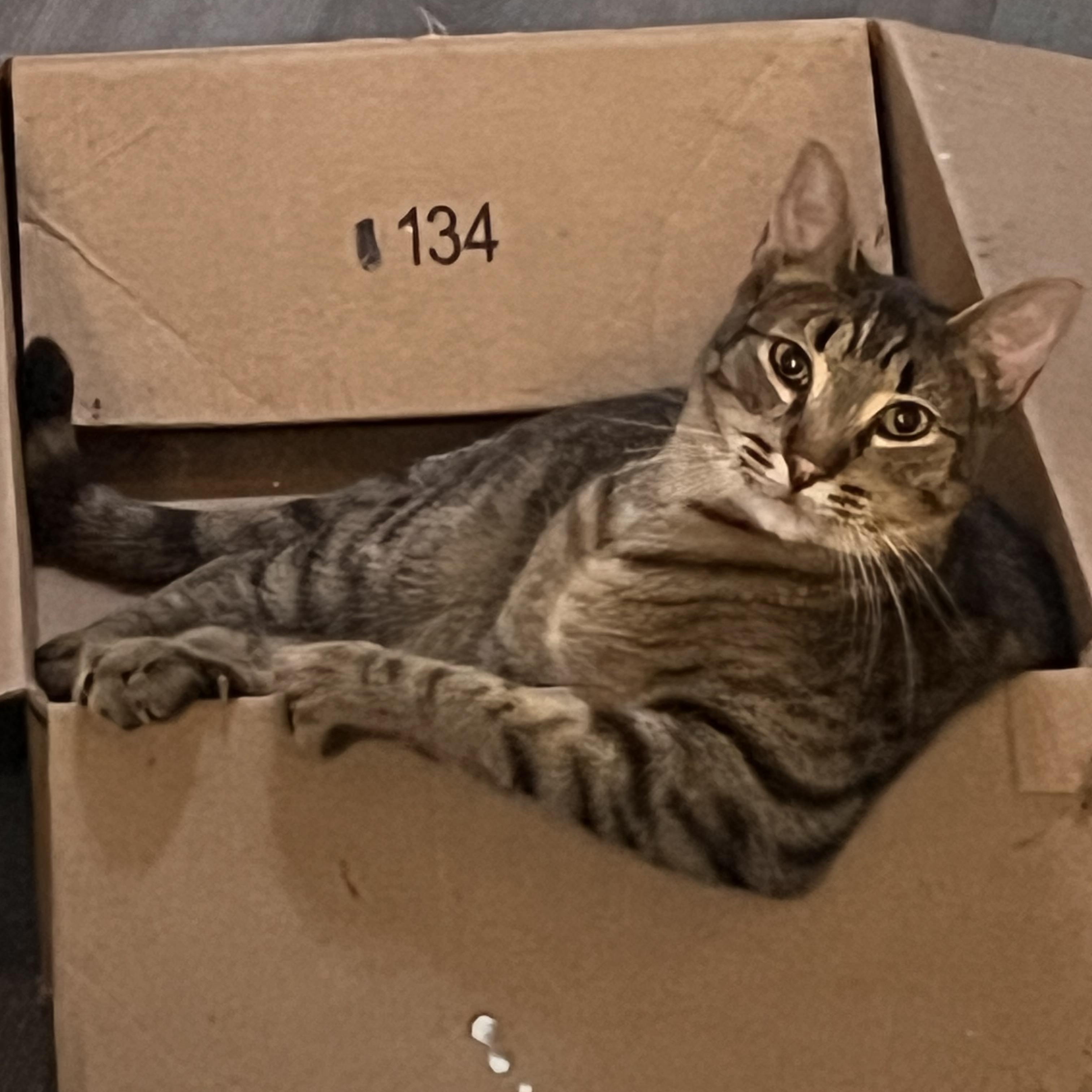 Spazzino, ADOPTABLE, Adult Male Tabby.