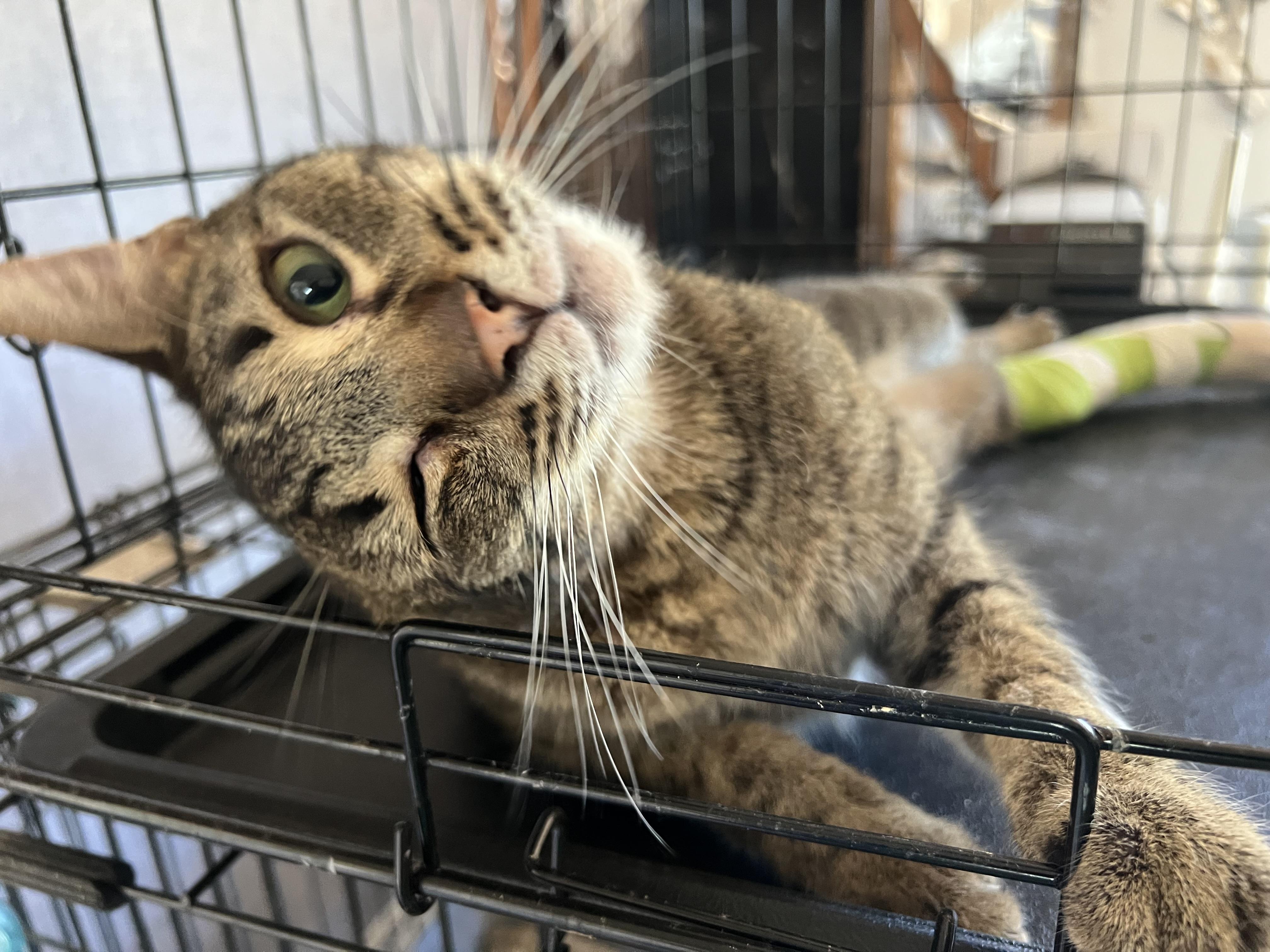 Spazzino, a ADOPTABLE Tabby in Ripon, CA image 2/2