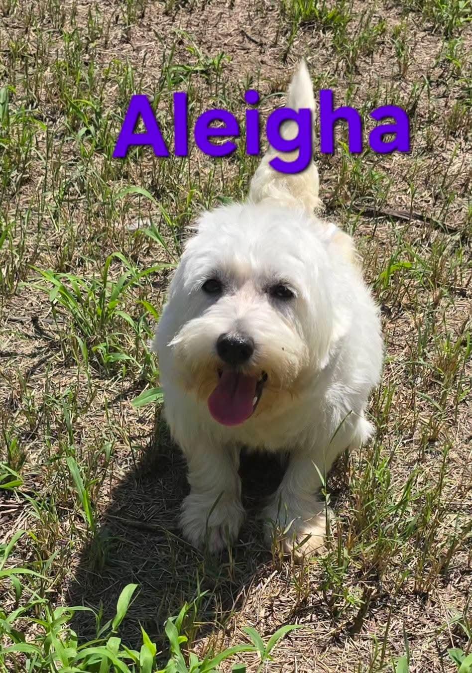 Aleigha, Adoptable, Adult Female West Highland White Terrier / Westie.