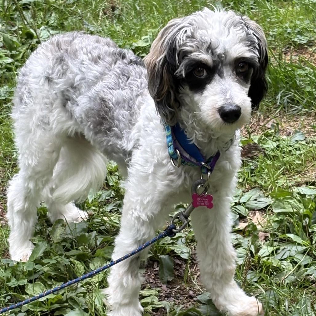 Farrah, Adoptable, Young Female Miniature Poodle & Bernese Mountain Dog.