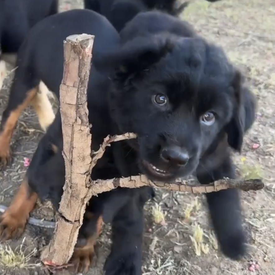 Enlarge EMME, a ADOPTABLE mixed breed in Perris, CA image 3/5