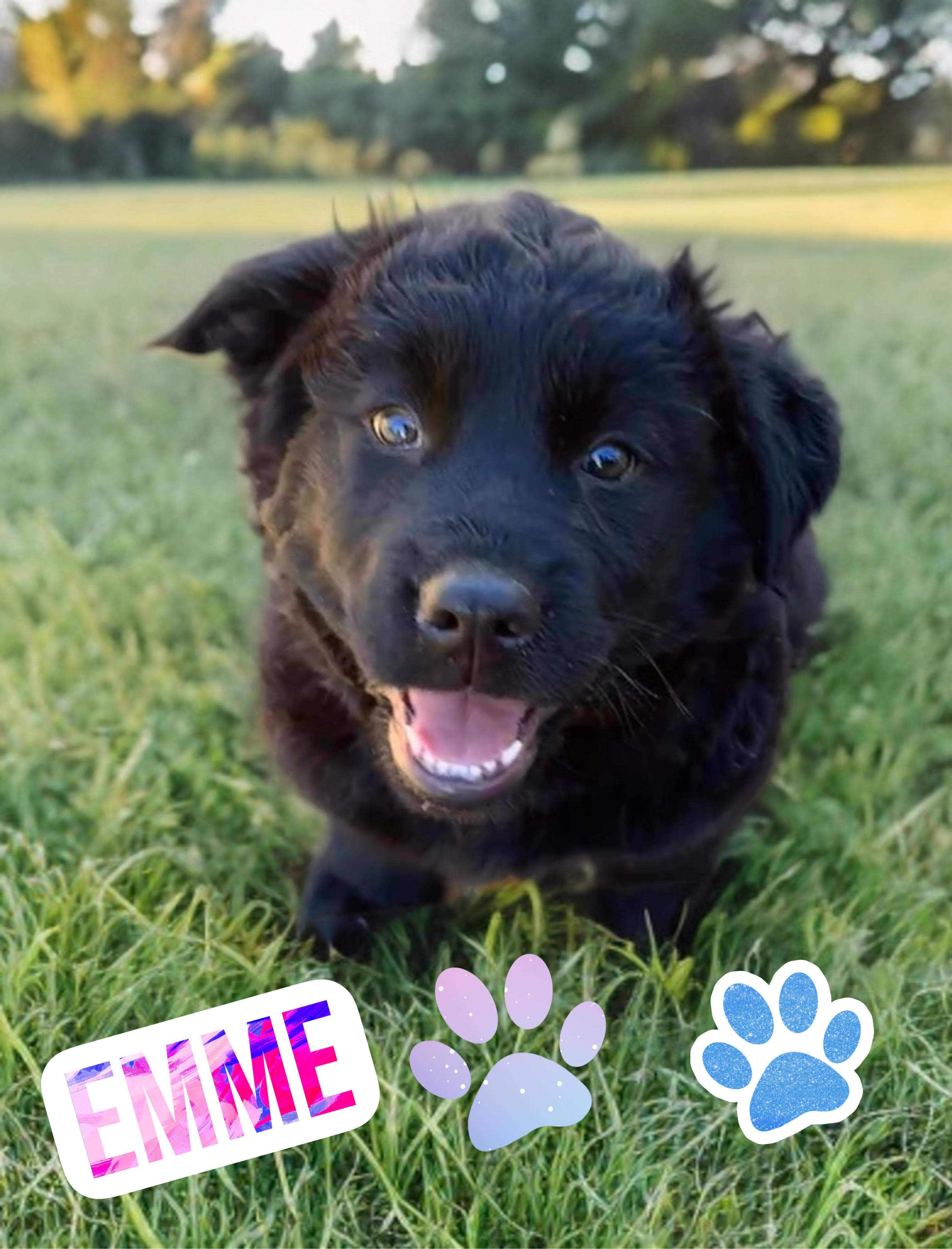 Enlarge EMME, a ADOPTABLE mixed breed in Perris, CA image 2/5