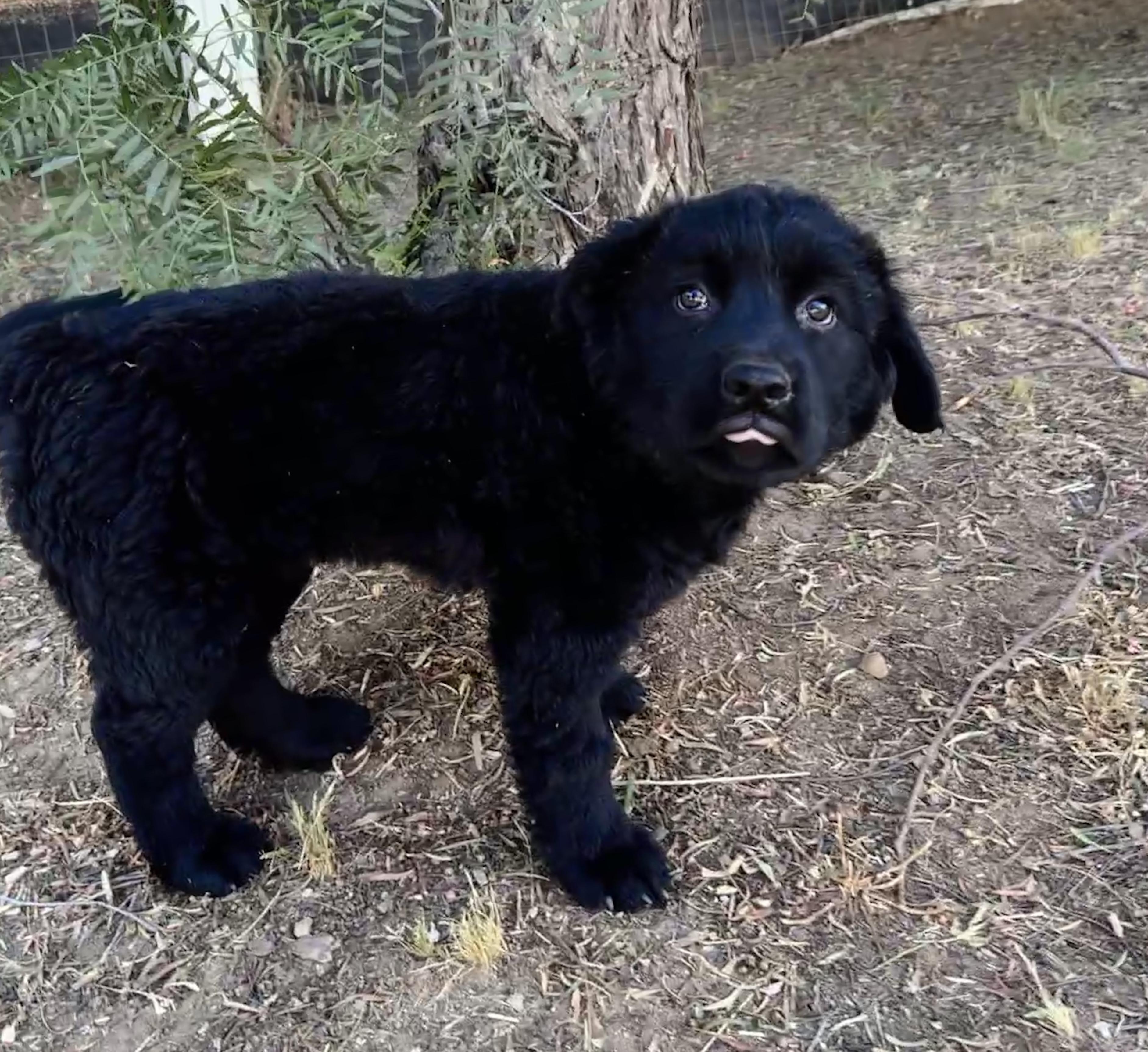Enlarge EMME, a ADOPTABLE mixed breed in Perris, CA image 4/5