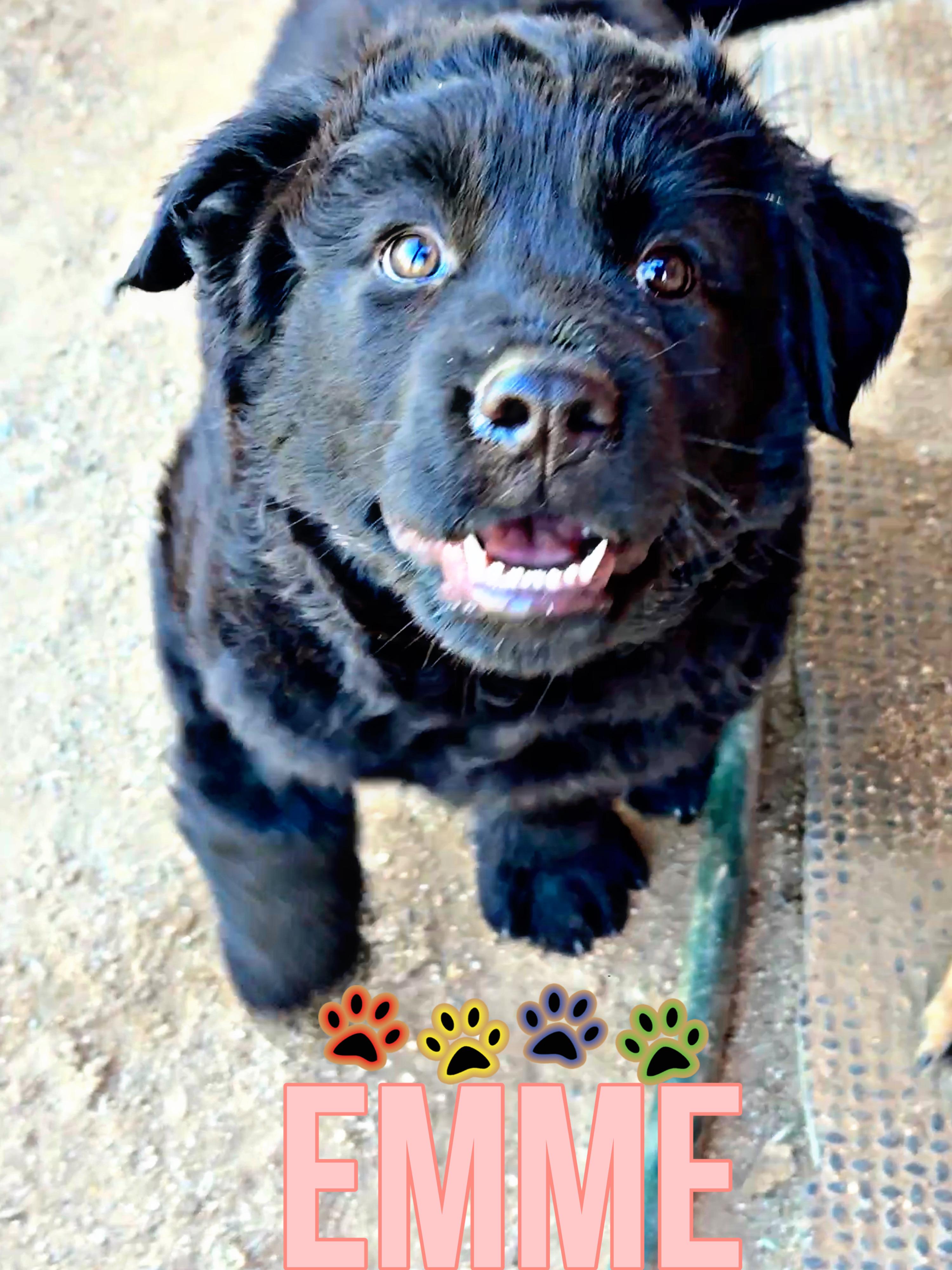 Enlarge EMME, a ADOPTABLE mixed breed in Perris, CA image 1/5