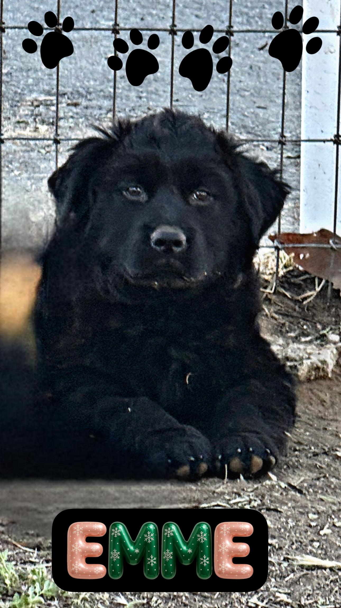 Enlarge EMME, a ADOPTABLE mixed breed in Perris, CA image 5/5