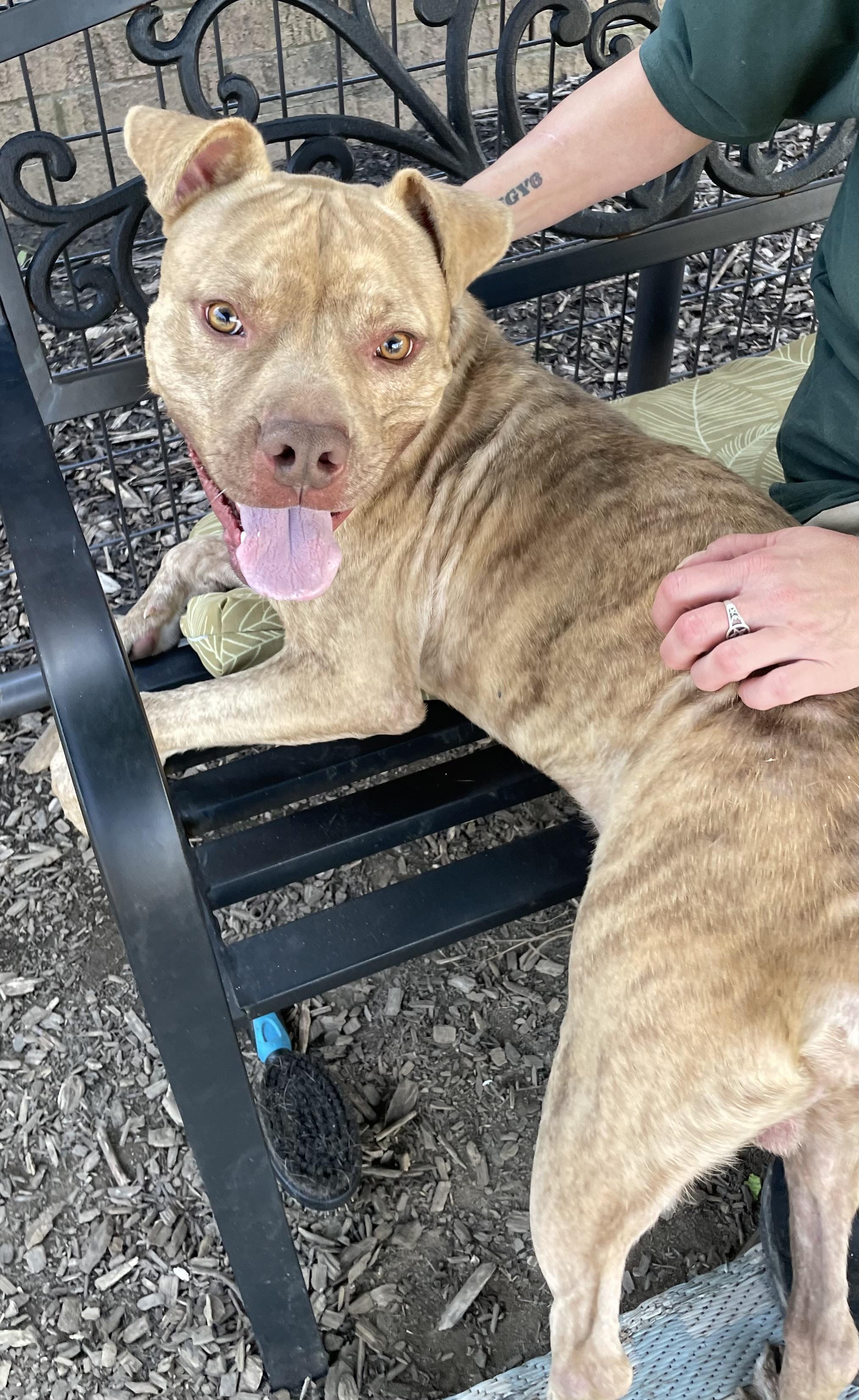 Enlarge Bentley AVAILABLE, a Adoptable Pit Bull Terrier in Canton, OH image 3/5