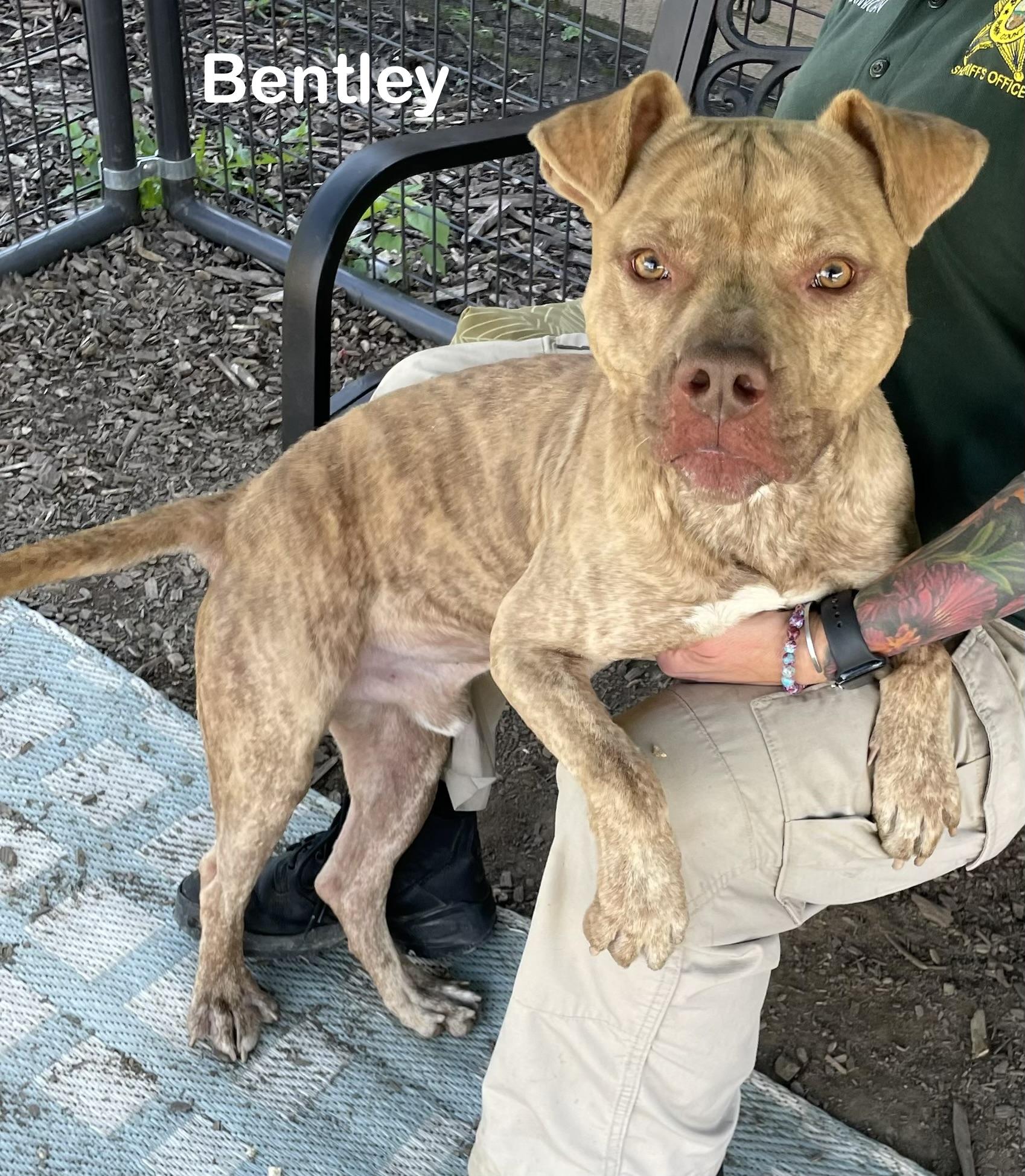 Bentley AVAILABLE, Adoptable, Young Male Pit Bull Terrier.