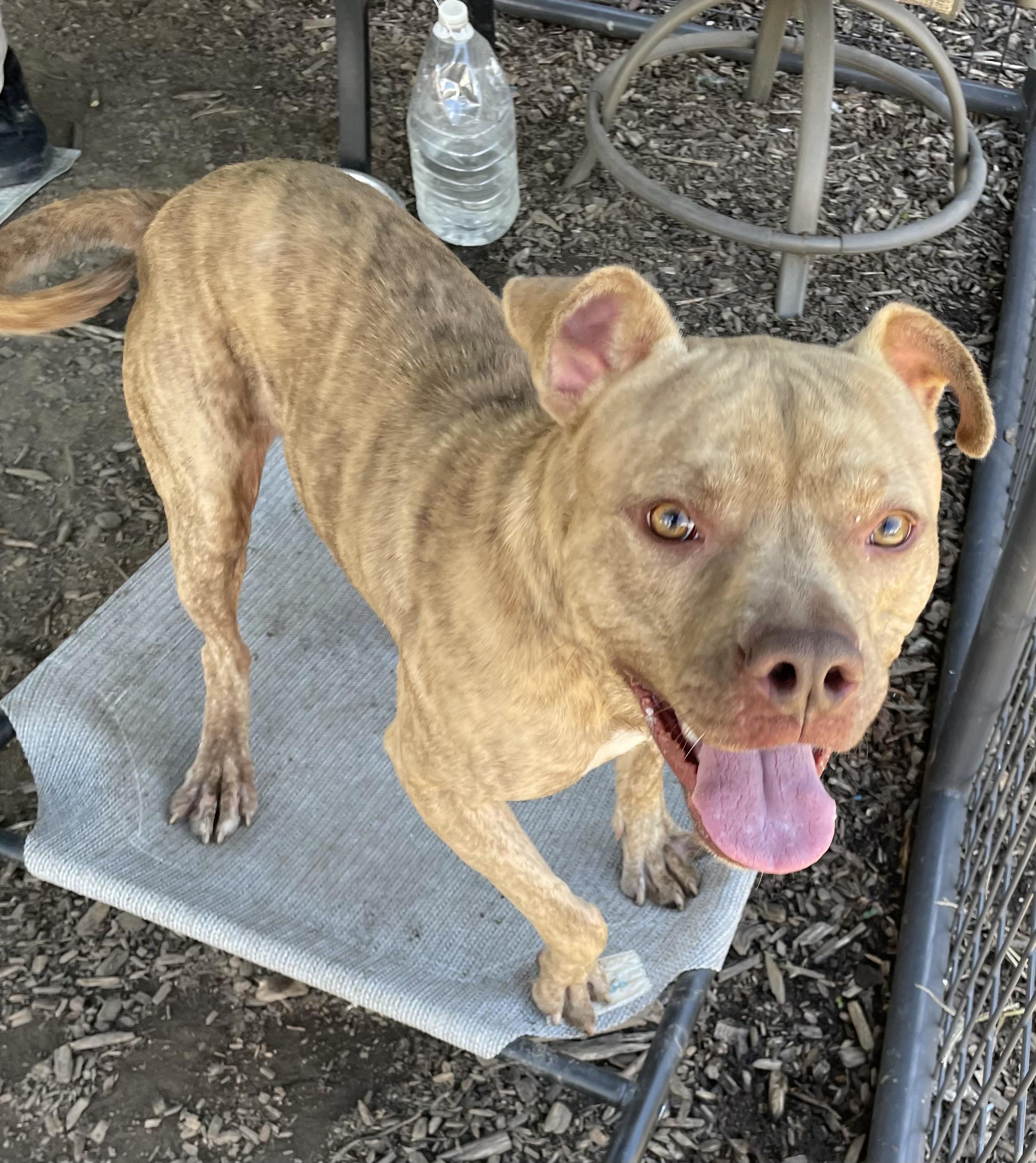 Enlarge Bentley AVAILABLE, a Adoptable Pit Bull Terrier in Canton, OH image 4/5