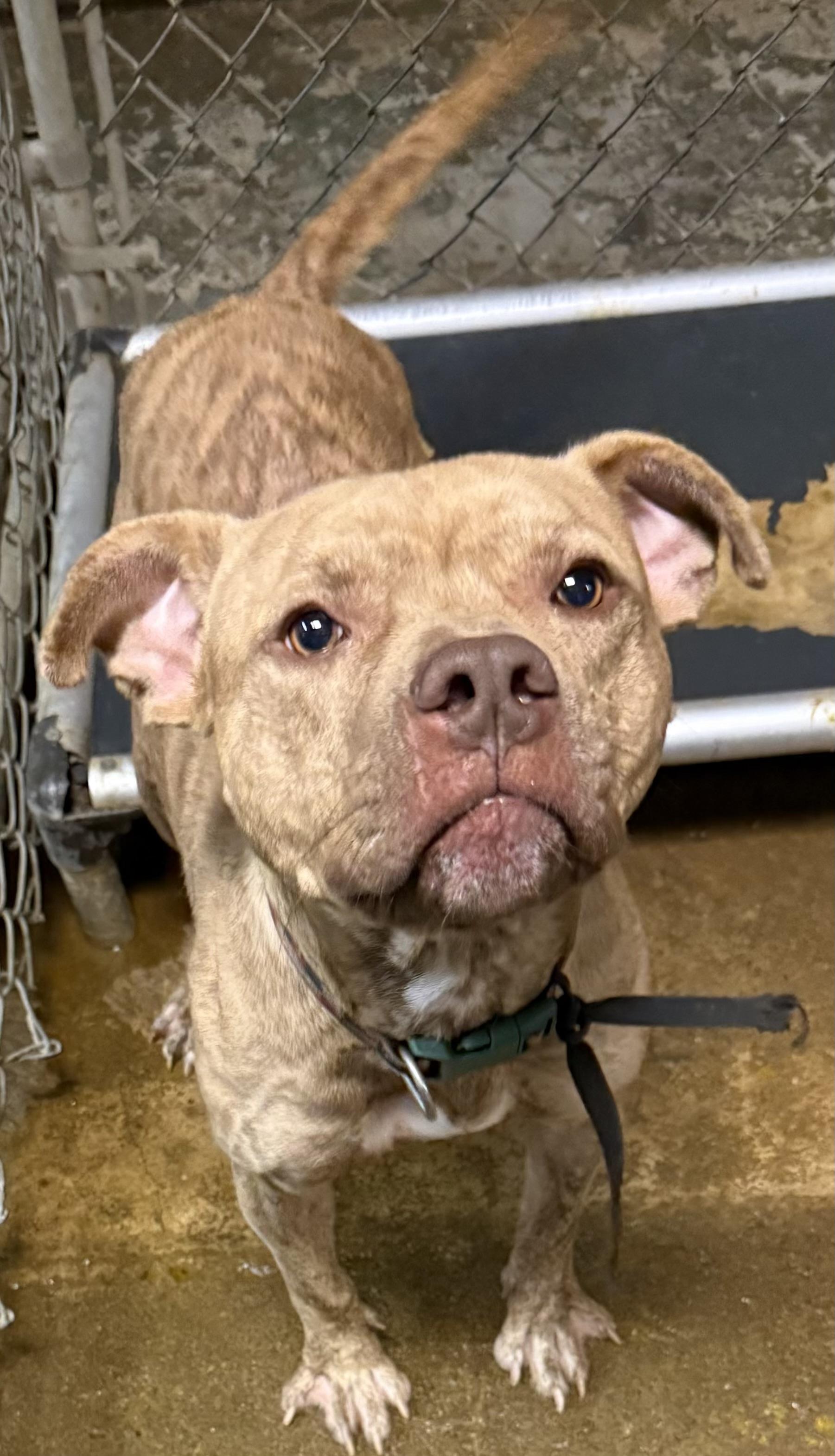Enlarge Bentley AVAILABLE, a Adoptable Pit Bull Terrier in Canton, OH image 5/5