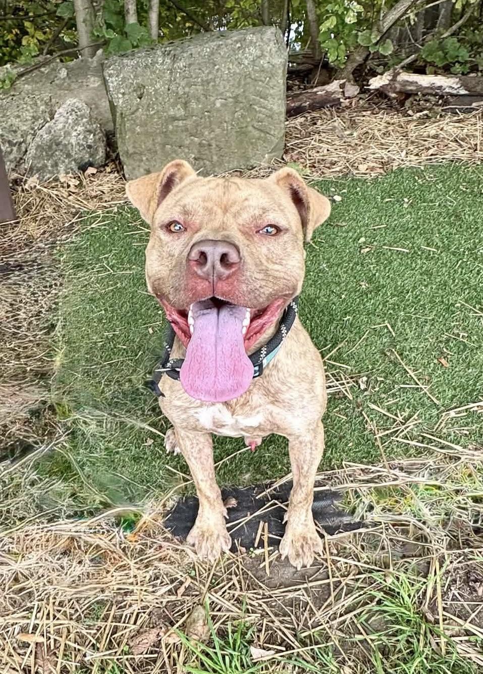 Enlarge Bentley AVAILABLE, a Adoptable Pit Bull Terrier in Canton, OH image 1/5