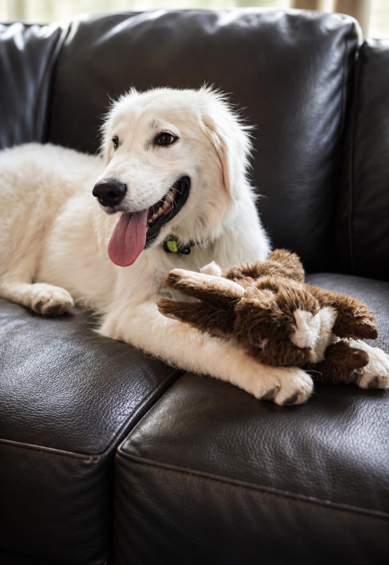 Enlarge Colin, an adopted Mixed Breed in Rochester , NY image 2/6