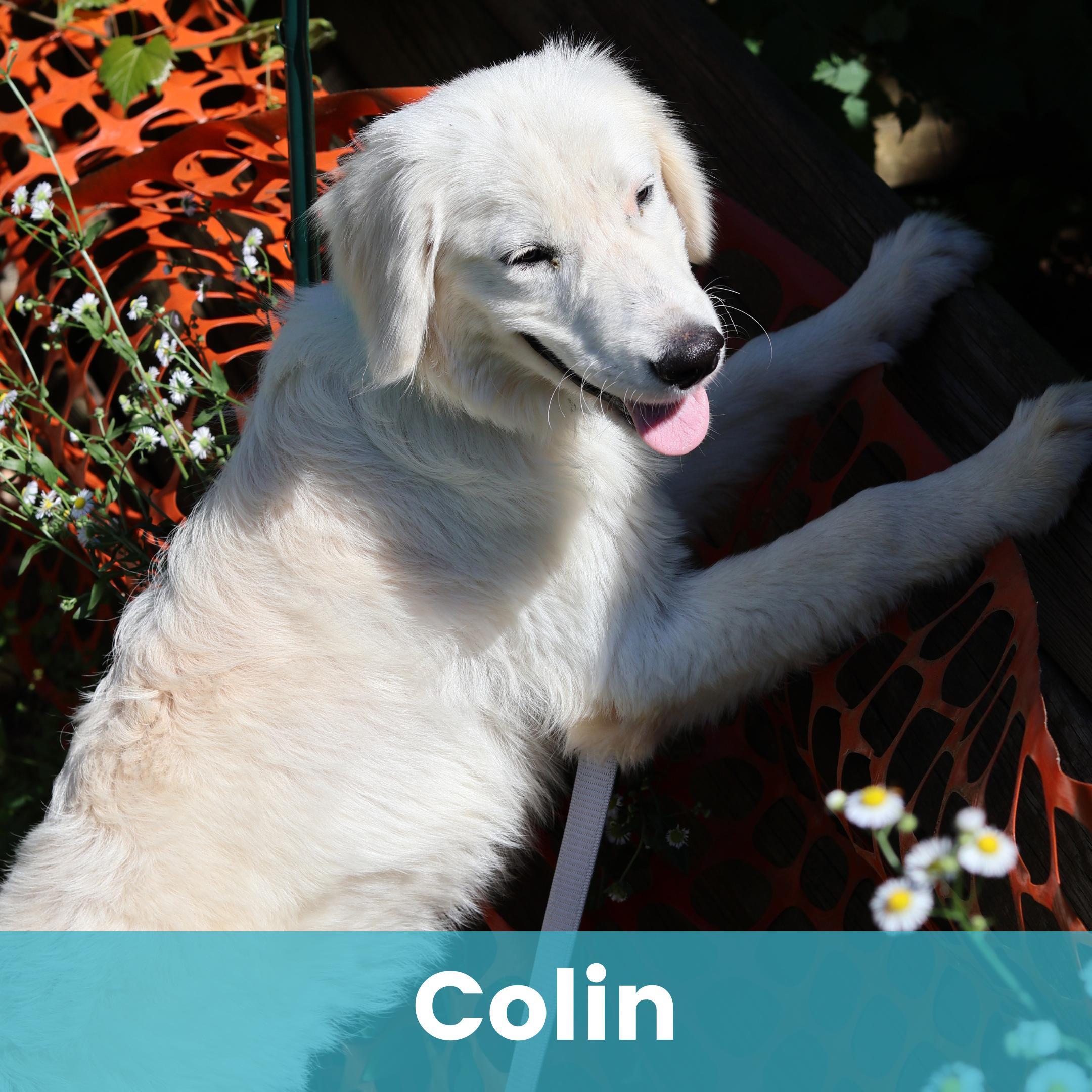 Colin, adopted, Puppy Male Mixed Breed.