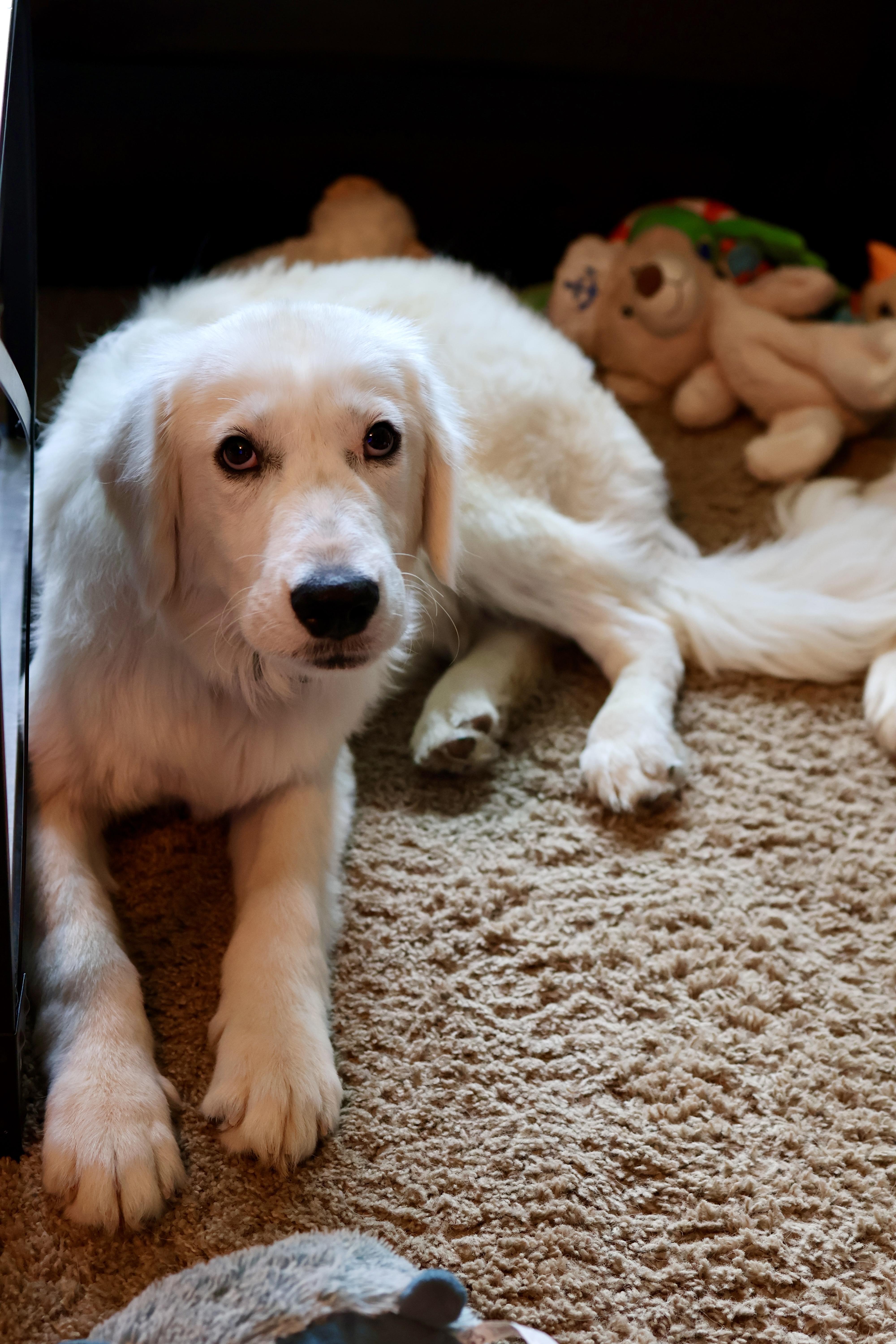 Enlarge Colin, an adopted Mixed Breed in Rochester , NY image 3/6