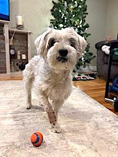 Sasha, ADOPTABLE, Senior Female Terrier.