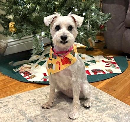 Sasha, ADOPTABLE, Senior Female Terrier.