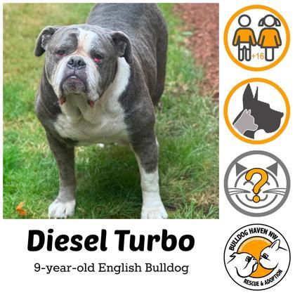 Enlarge DIESEL TURBO, a Adoptable English Bulldog in Bonney Lake, WA image 1/3