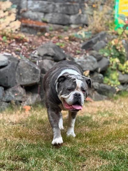 Enlarge DIESEL TURBO, a Adoptable English Bulldog in Bonney Lake, WA image 3/3