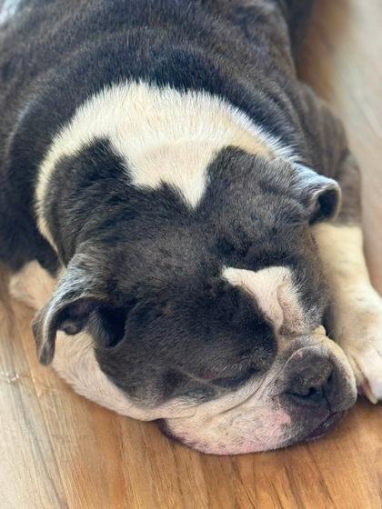 Enlarge DIESEL TURBO, a Adoptable English Bulldog in Bonney Lake, WA image 2/3