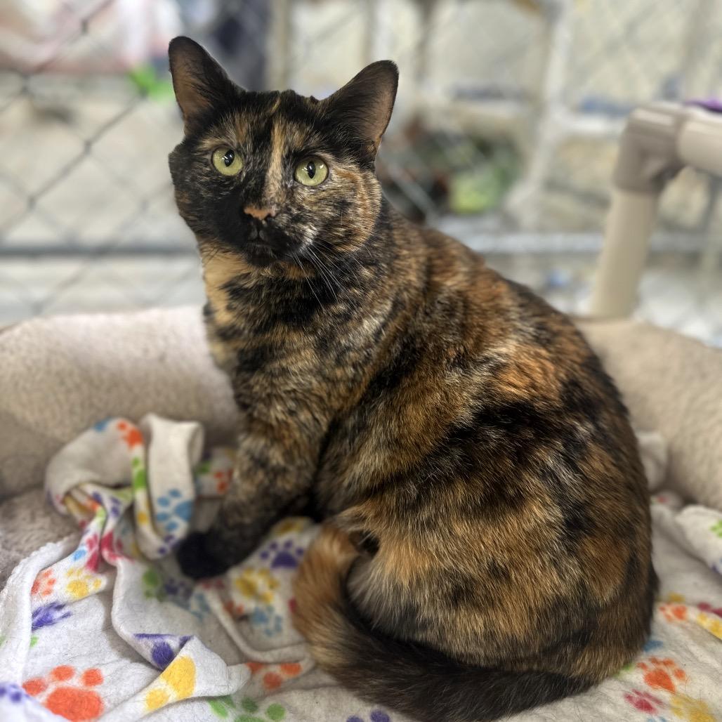 Dinah, Adoptable, Adult Female Domestic Short Hair.