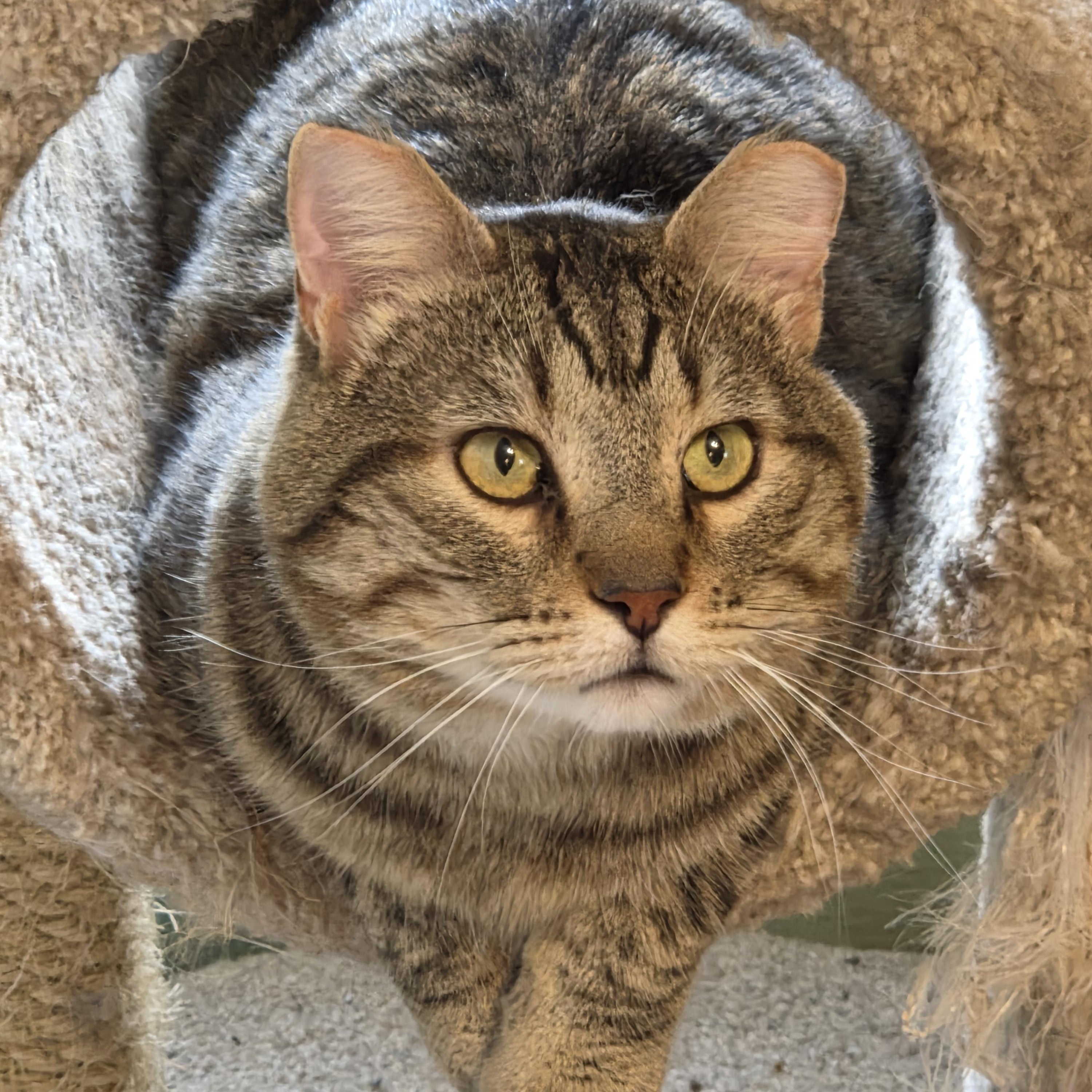 Romeo, ADOPTABLE, Adult Male Tabby.