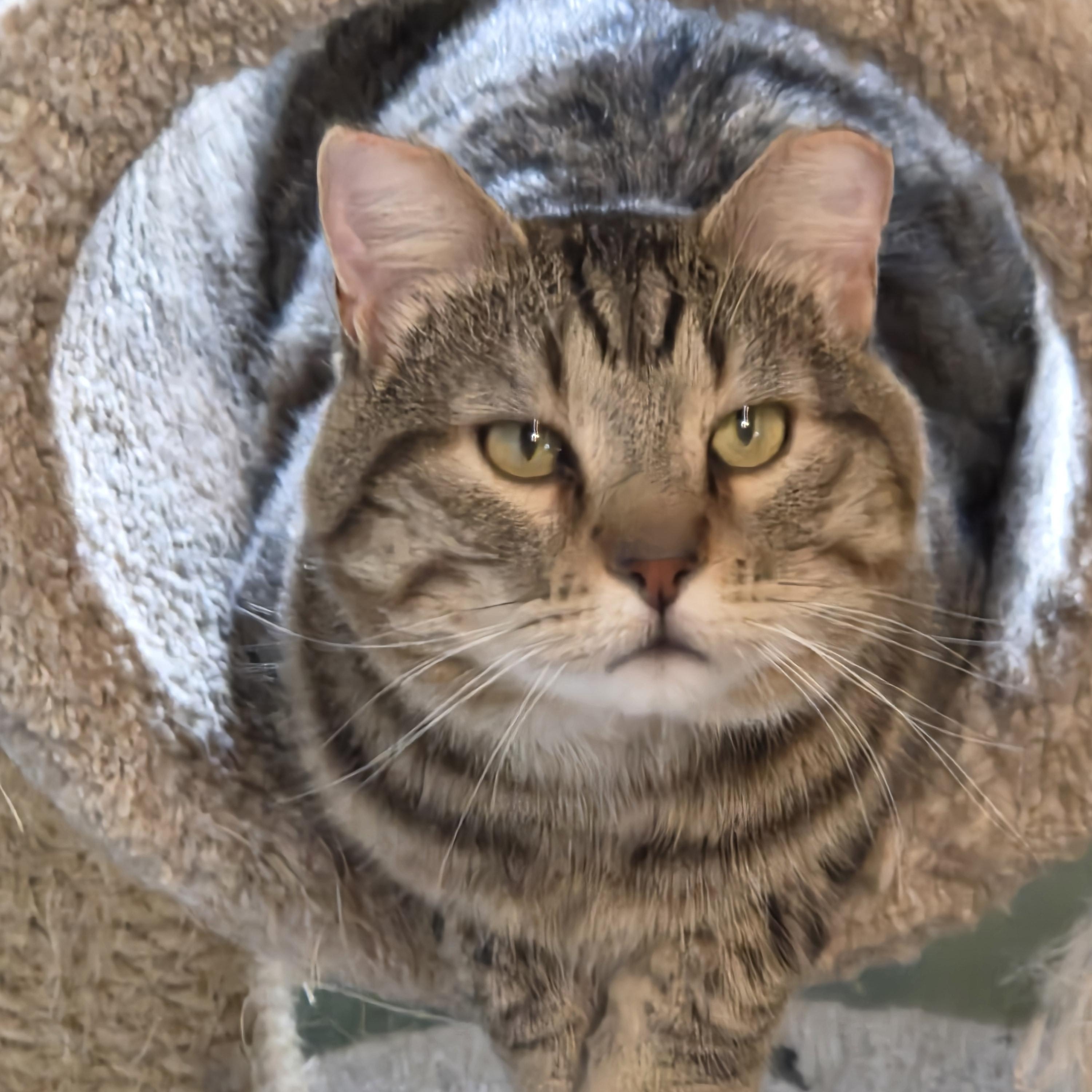 Romeo, a ADOPTABLE mixed breed in Roseville, MN image 3/3