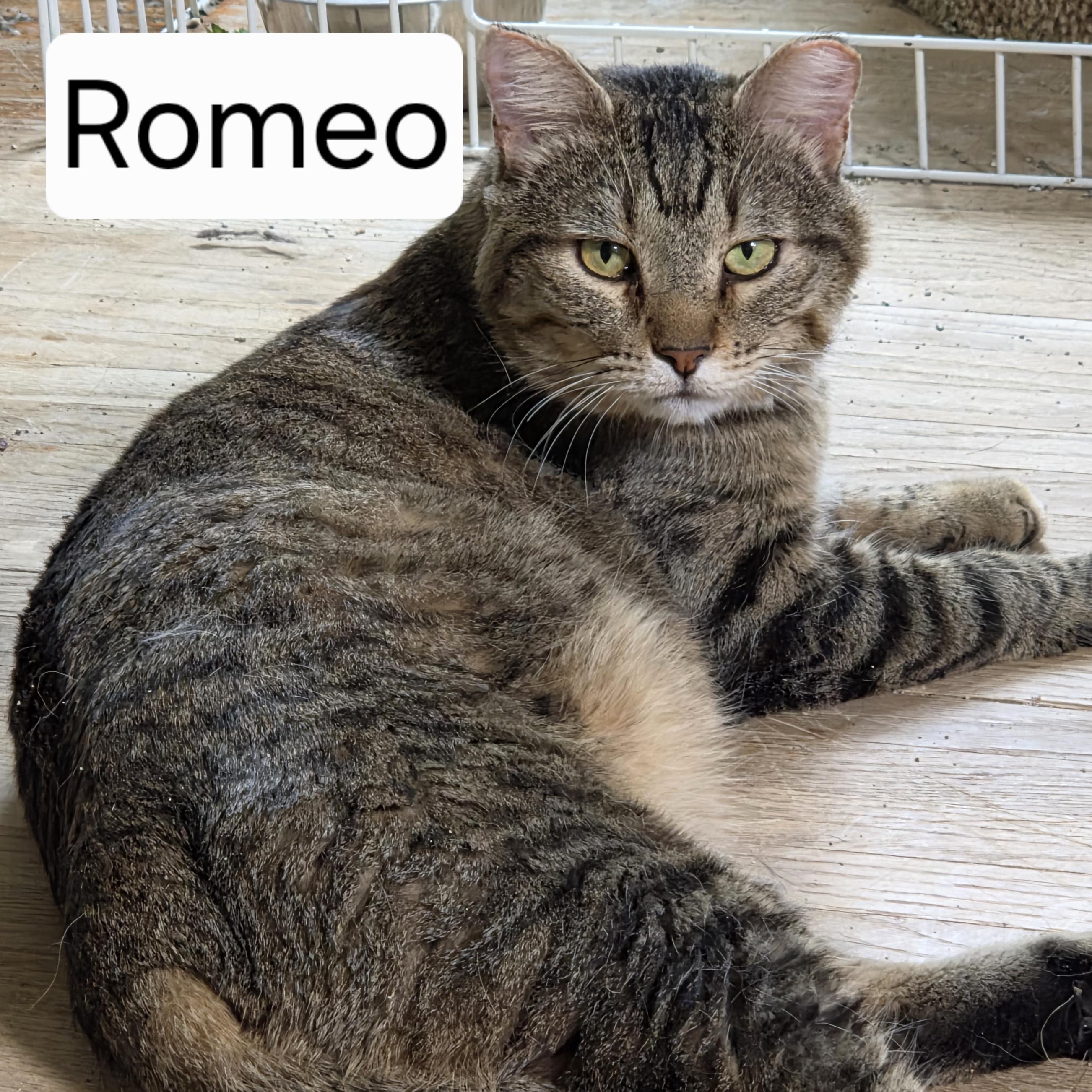 Romeo, a ADOPTABLE mixed breed in Roseville, MN image 2/3