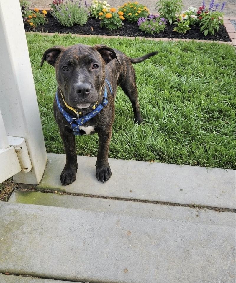 Enlarge Lucy van Pelt, a Adoptable mixed breed in Millington, MD image 2/5
