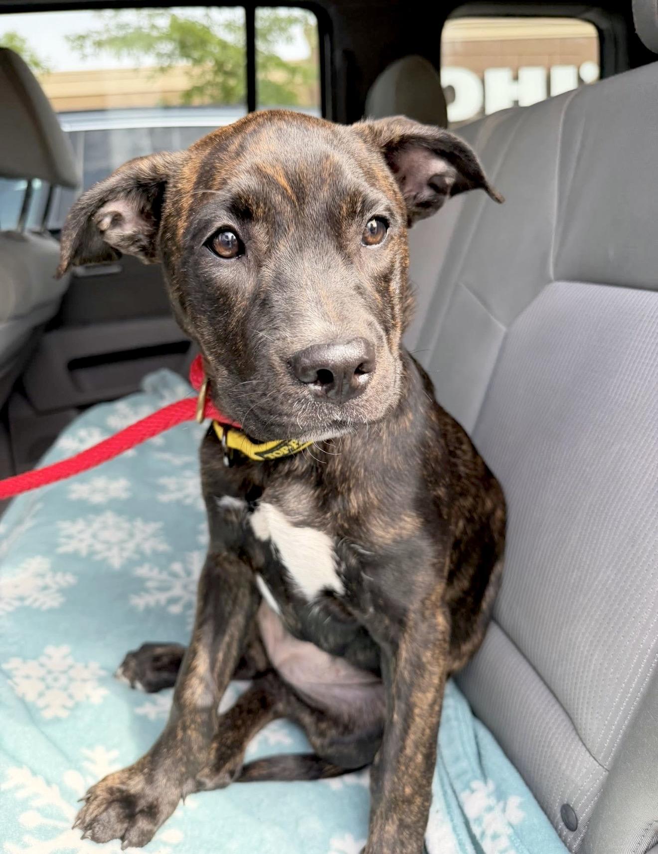 Lucy van Pelt, Adoptable, Puppy Female American Staffordshire Terrier & Boxer.