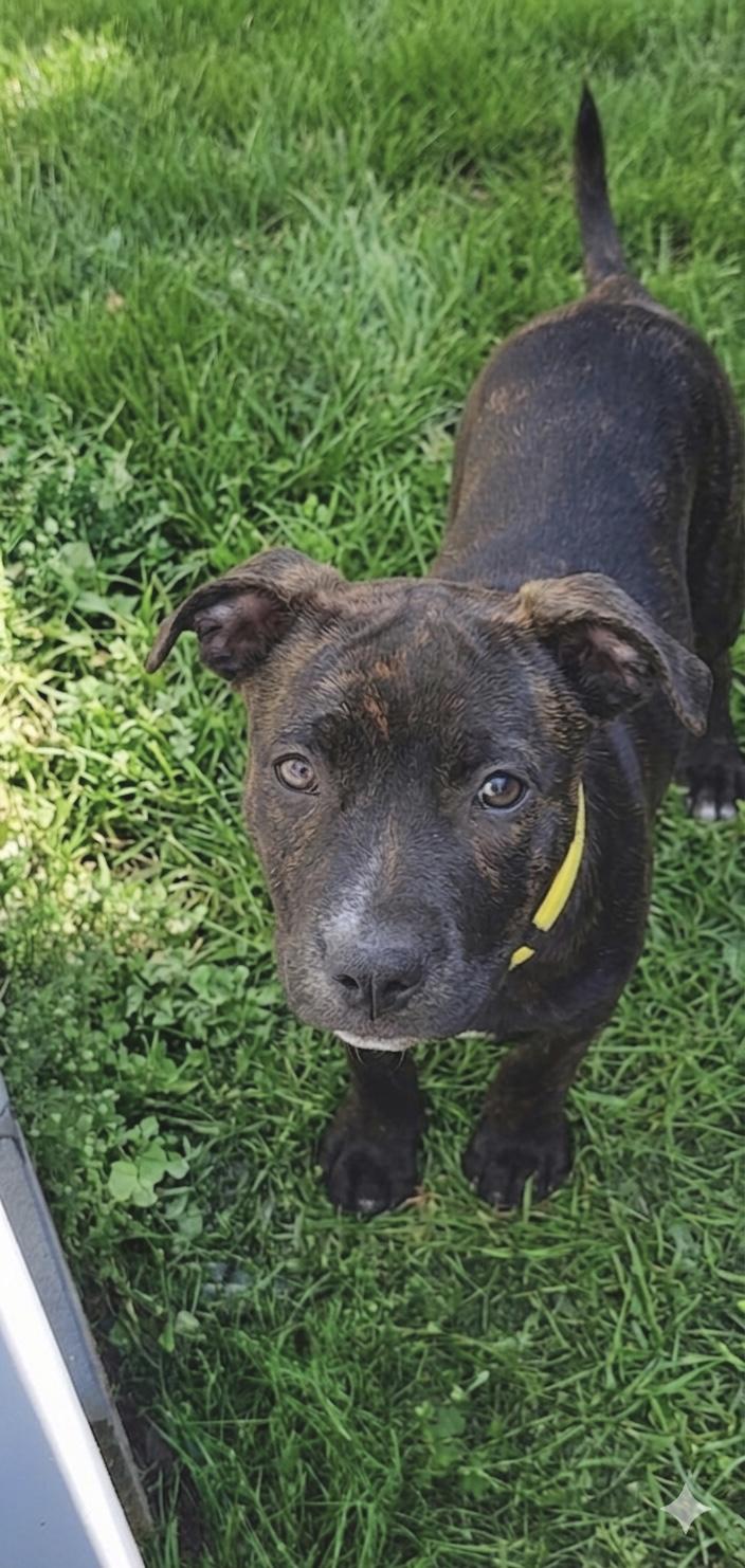 Enlarge Lucy van Pelt, a Adoptable mixed breed in Millington, MD image 4/5