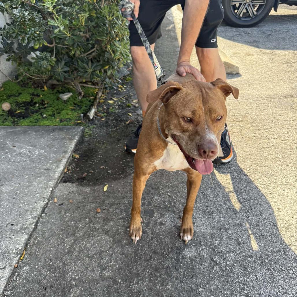 Enlarge Ginger (Mimi), a Adoptable Mixed Breed in Seminole, FL image 1/6