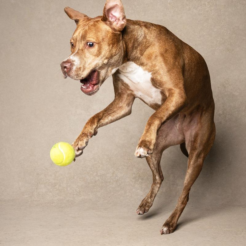 Ginger (Mimi), Adoptable, Adult Female Mixed Breed.