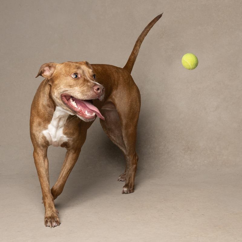 Enlarge Ginger (Mimi), a Adoptable Mixed Breed in Seminole, FL image 3/6