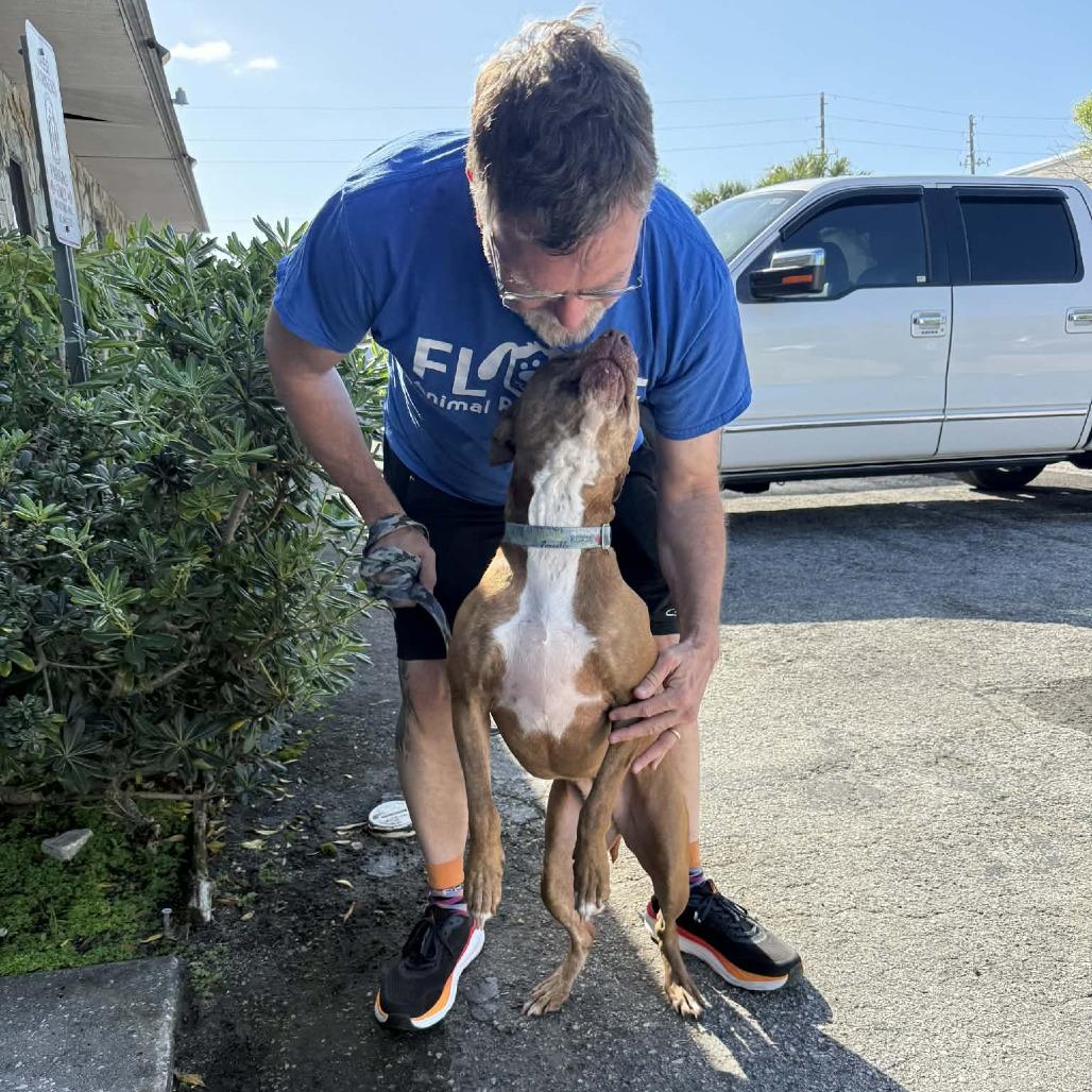 Enlarge Ginger (Mimi), a Adoptable Mixed Breed in Seminole, FL image 4/6