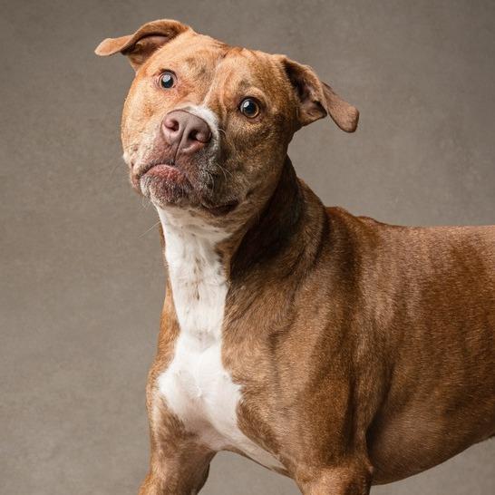 Ginger (Mimi), a Adoptable Mixed Breed in Seminole, FL image 5/6