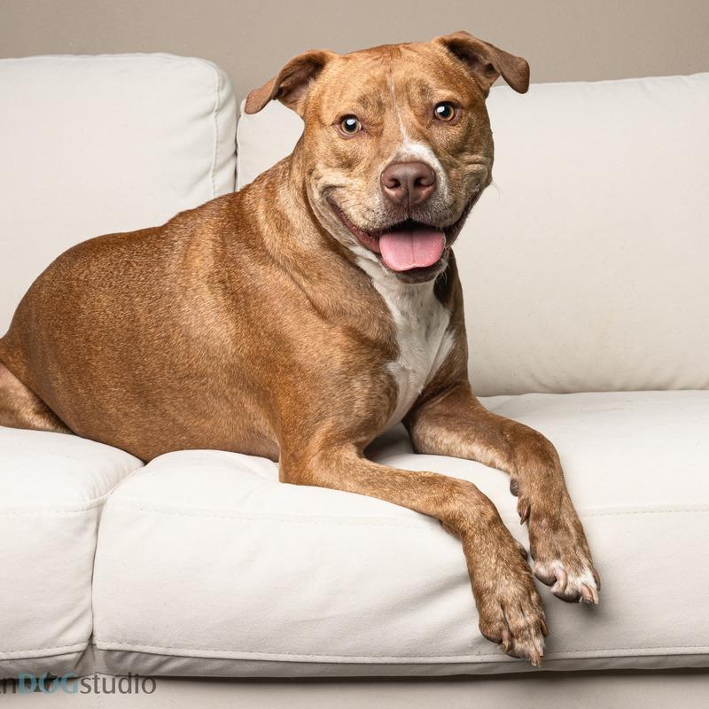 Enlarge Ginger (Mimi), a Adoptable Mixed Breed in Seminole, FL image 5/6