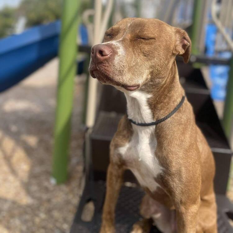 Enlarge Ginger (Mimi), a Adoptable Mixed Breed in Seminole, FL image 5/6